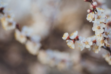 Beautiful floral spring abstract background of nature. Branches of blossoming apricot macro with soft focus on gentle light blue sky background. For easter and spring greeting cards with copy space