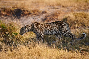 Young leopard  (Panthera pardus) walking.