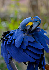 Obraz premium Blue Hyacinth Macaw parrot grooming feathers with bokeh background