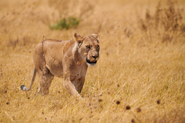 Fototapeta na wymiar Beautiful lioness walks in the savannah.