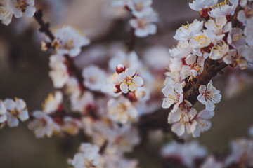 Beautiful floral spring abstract background of nature. Branches of blossoming apricot macro with soft focus on gentle light blue sky background. For easter and spring greeting cards with copy space