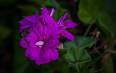 Macro bonita flor violeta da primavera