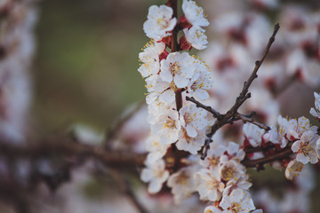 Beautiful floral spring abstract background of nature. Branches of blossoming apricot macro with soft focus on gentle light blue sky background. For easter and spring greeting cards with copy space