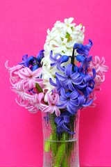 Bouquet of fragrant pink, purple and white hyacinth flowers in a vase