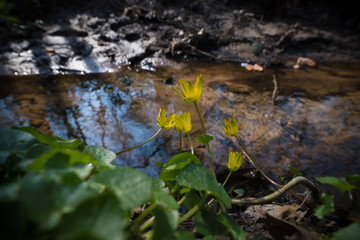 yellow spring flowers