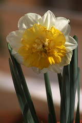 Covid-19 can't cancel spring 2020