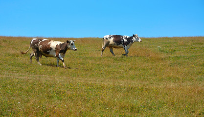 two cows in a field