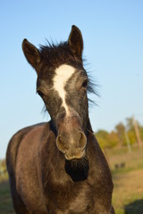 Obraz premium Pouliche connemara au pré