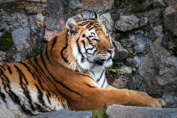 Fototapeta na wymiar Tiger lying on a stone in the zoo