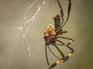 Aranha preparando sua alimentação