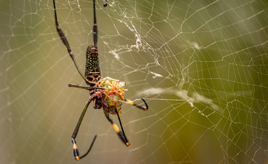 Aranha preparando sua alimentação