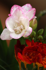  Covid-19 can't cancel spring 2020