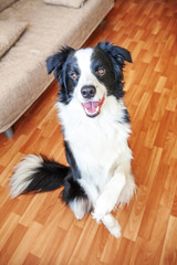 Fototapeta na wymiar Stay home. Funny portrait of smilling puppy dog border collie sitting on floor indoors. New lovely member of family little dog at home gazing and waiting. Pet care and animal life quarantine concept.