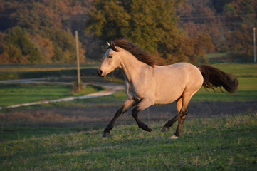 Poney au galop dans un pré