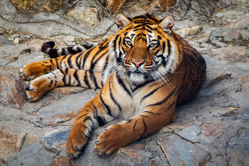Tiger lying on a stone in the zoo
