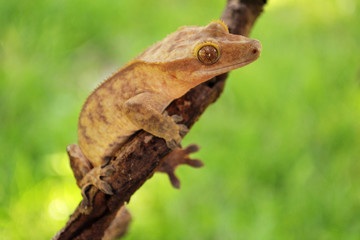Crested gecko small reptile lizard with no tail outdoors on branch with green blurred-out background