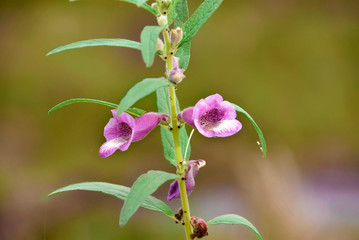 enfoque selectivo flor morada  /  selective focus purple flower