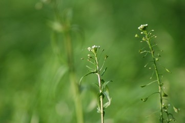 Shepherd s purse on a pasture