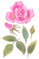 Vintage set of blooming roses. Watercolor botanical illustration of a rose.