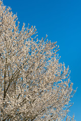 White blossoms on an ornamental tree against a clear blue sky