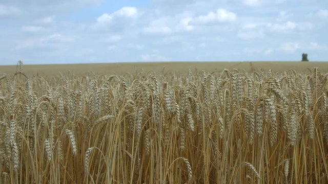 żniwa zboża kombain