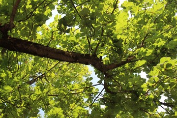 Fototapeta na wymiar Hermoso follaje de un árbol recibiendo los rayos de sol de verano