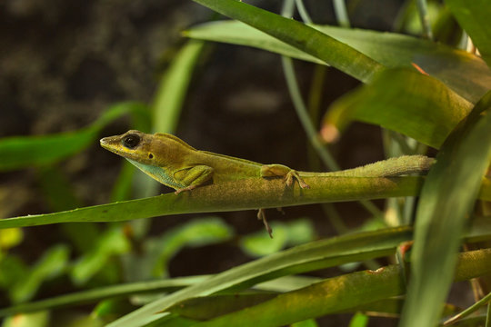 Saint Vincent's bush anole or the Trinidad anole (Anolis trinitatis).