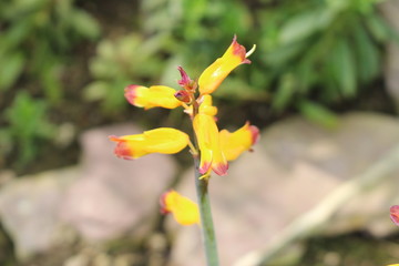 Obraz premium Yellow 