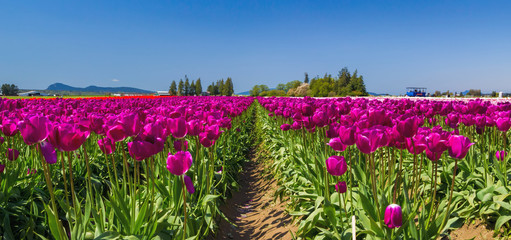 Field of purple tulips