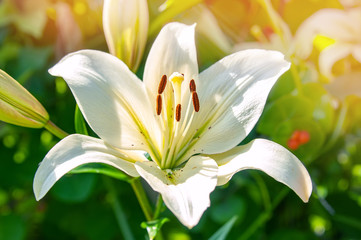 white beautiful Lily close-up on a Sunny summer day. natural flower background