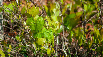 young plants in the garden