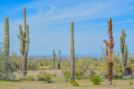 A dead Saguaro Cactus (Carnegiea Gigantea) among healthy ones in the Estrella Mountain Regional Park, Goodyear, Maricopa County, Arizona USA