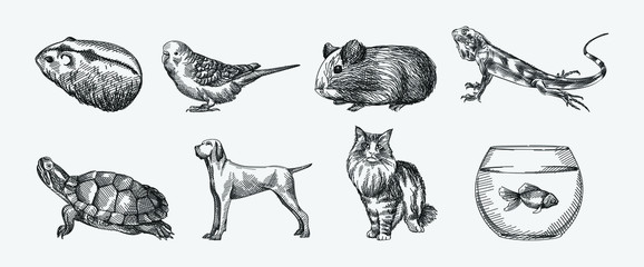 Hand-drawn sketch of domestic animals set on a white background. Set consists of hamster, guinea pig, lizard, turtle, dog, cat, tank with fish, parrot - 334037585