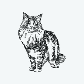 Hand-drawn sketch of a furry cat on a white background. Domestic animal. Home pet. Maine Coon cat. Soft kitty. Domestic cat. 