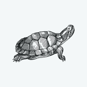 Hand-drawn sketch of a turtle on a white background. Domestic animal. Home pet. Domestic turtle. Domestic tortoise