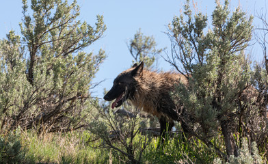 Smiling wolf running