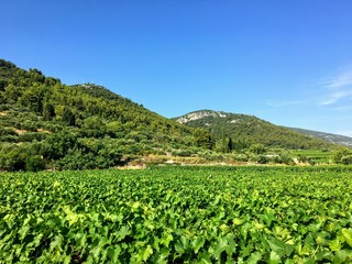 Fototapeta na wymiar A view of a sprawling wine vineyard growing the local grk grapes on Korcula island in Croatia.