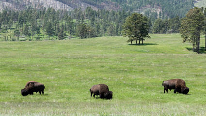 Fototapeta na wymiar Bison in mountains