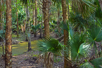 Swampy Florida wetlands in winter with palm trees and palm fronds