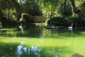 Beautiful lake with two white swans and a historical bridge at Maria Luisa Park (Parque de Maria Luisa) in Seville, Andalusia, Spain.