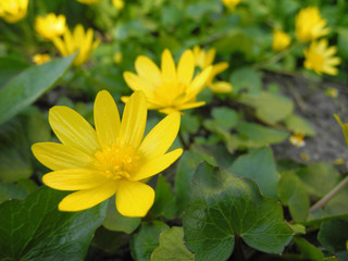 First yellow flower Lesser Celandine or Ficaria verna, ground cover and decorative plant for flowerbed. Spring wallpaper.