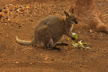 The Parma wallaby (Macropus parma).