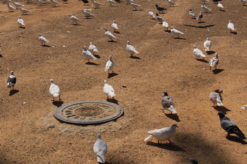 Fototapeta premium A flock of pigeons eating on the sand ground in Seville, Andalusia, Spain.