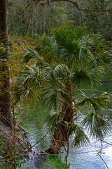 Florida palm tree growing on bank partially submerged in freshwater spring