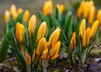 Crocus 'Golden Yellow'  is a variety of perennial herbaceous bulbous plants of hybrid origin