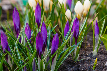 Flowering violet Crocuses flowers in Early Spring. Crocus Iridaceae ( The Iris Family ) blossom 