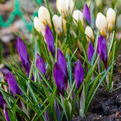 Сrocus purple in bloom in spring garden