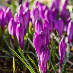 Flowering violet Crocuses flowers in Early Spring. Crocus Iridaceae ( The Iris Family ) blossom 