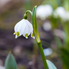 Beautiful blooming of White spring snowflake flowers in springtime. Snowflake also called Summer Snowflake or Loddon Lily or Leucojum vernum on a natural background