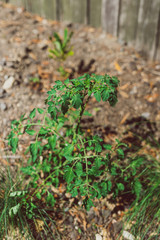 tomato plant growing in the ground in sunny backyard